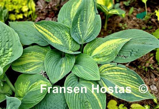 Hosta Acid Art